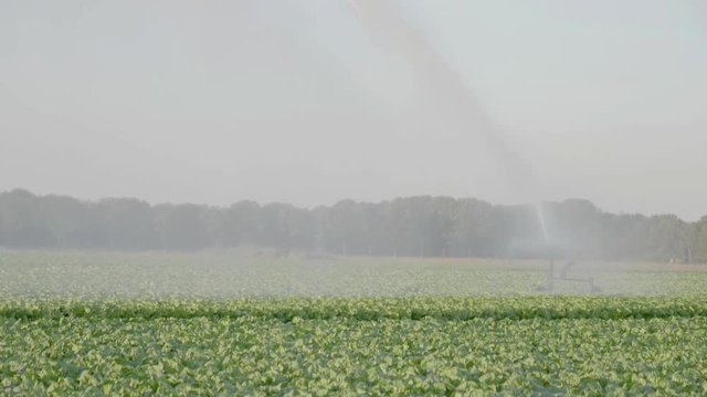 180 fps - Large sprinkler creating rainscreen over crops - medium close shot