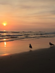 Obraz premium Seagulls watching a sunset in San Diego