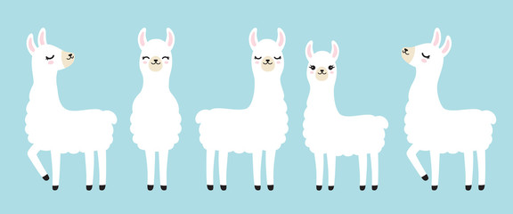 Vector illustration set of cute white llama in different postures. - obrazy, fototapety, plakaty