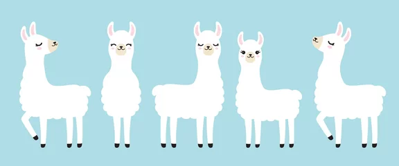 Foto auf Alu-Dibond Vector illustration set of cute white llama in different postures. © JungleOutThere