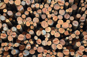 Pile of freshly cut logs at sawmill