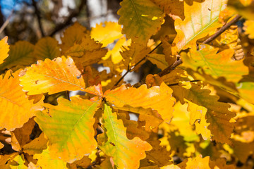 Colorful and bright background made of fallen autumn leaves