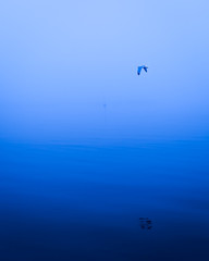 Fototapeta na wymiar Lone seagull flying over the water in the blue mist