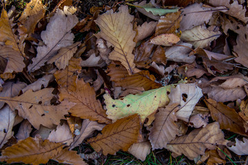 Colorful and bright background made of fallen autumn leaves