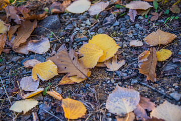 Colorful and bright background made of fallen autumn leaves