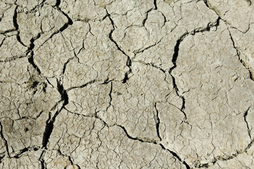 Rice fields and arid trees.