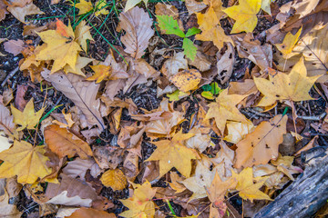 Colorful and bright background made of fallen autumn leaves