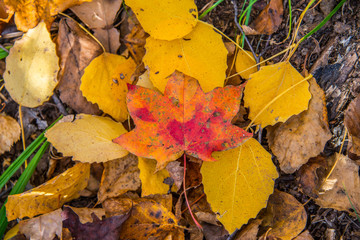 Colorful and bright background made of fallen autumn leaves
