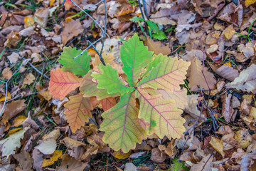 Colorful and bright background made of fallen autumn leaves