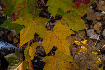 Colorful and bright background made of fallen autumn leaves