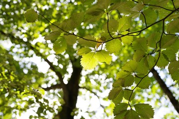 木の葉の間から漏れる光