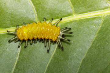 Image of an amber caterpillar on green leaf. Insect. Animal.