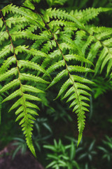fern leaves