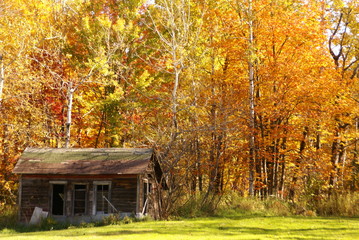 Weathered chicken coop against background of fall trees of red, orange and yellow leaves