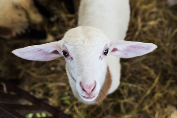 adorable white sheep