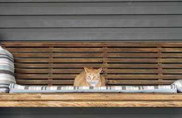 Orange cat on wooden bench swing