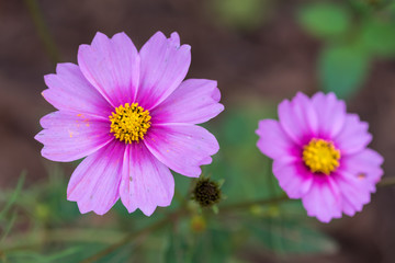 Obraz premium Garden cosmos flowers - Cosmos bipinnatus - close up in a forest in China