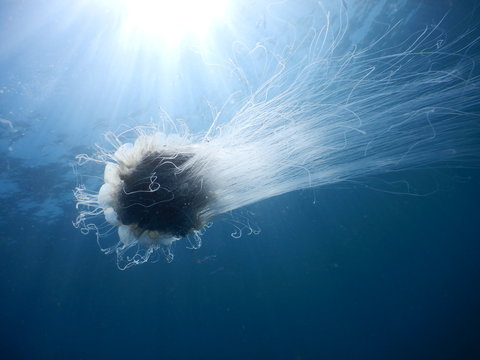 jellyfish
