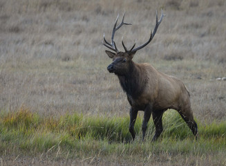 Bull Elk Oversees His Domain