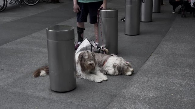 Two bearded collies lying on a sidewalk