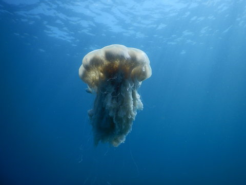 jellyfish