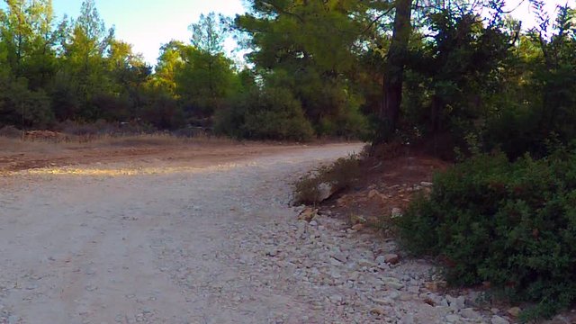 Dogs on a 10km walk running and playing in the local woodlands