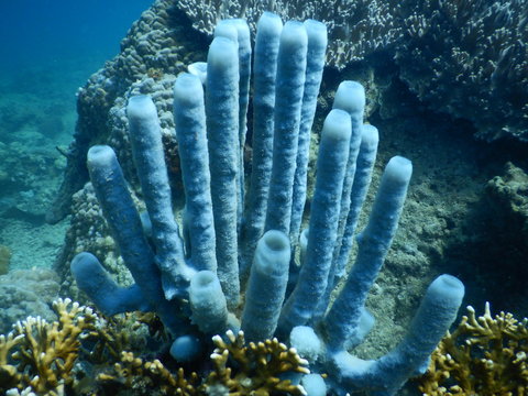 coral