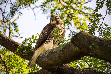 Red Tailed hawk perched on a branch