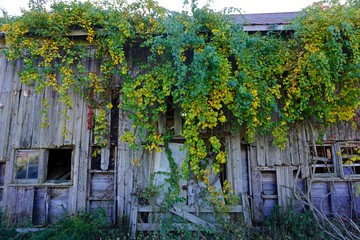 Summit, New Jersey, USA: The windows of an abandoned barn overgrown with ivy.
