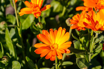 Orange calendula flower in garden