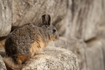 Viscacha Inca Rabbit#1
