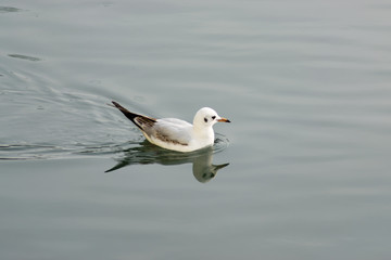 Urban seagull