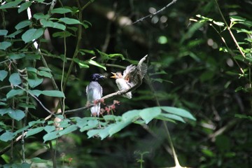 サンコウチョウ子育て