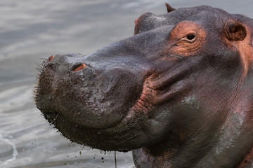 A Hippo and His Expression......