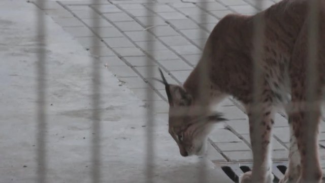 zoo linx captured in full HD in a  cinestyle colorprofile