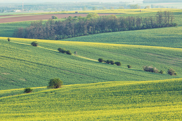 Beautiful landscape of South Moravia, fields of rapeseed in the hills