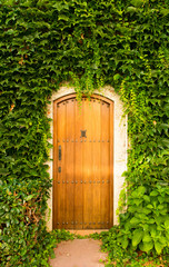 Fototapeta na wymiar wooden doors in green lianas