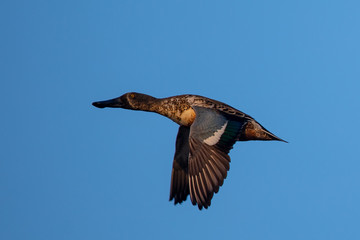  Male Northern shoveler, flying in beautiful light in North California