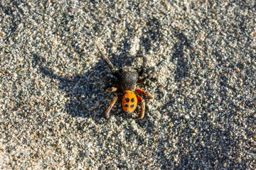 Eresus or ladybug - a poisonous spider with four dots on a red or orange back