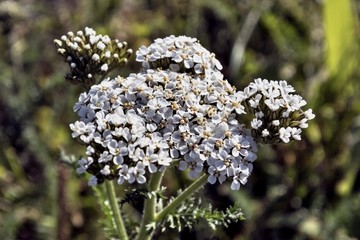 yarrow medicinal herb illuminated by the morning sun in the meadow