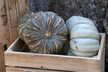 Sydney Australia, wooden crate with kent and queensland blue pumpkins