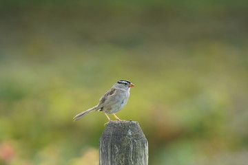 bird on a wood stick