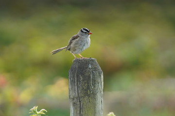 bird on a wood stick