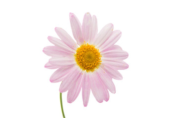 pink daisy isolated