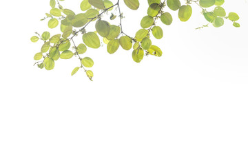 Green leaf isolated white background