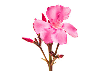 oleander flowers isolated