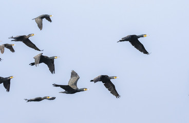 Obraz premium A group of indian cormorants flying in union acroos the lake