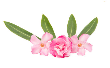 oleander flowers isolated