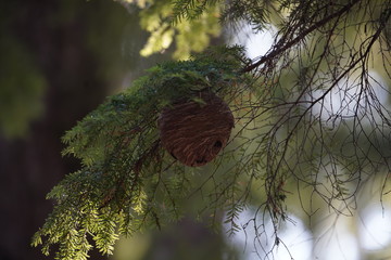 honeycomb on a tree