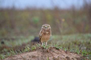 búho terrestre